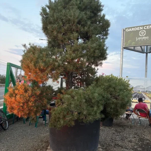 landisa valsuri 25