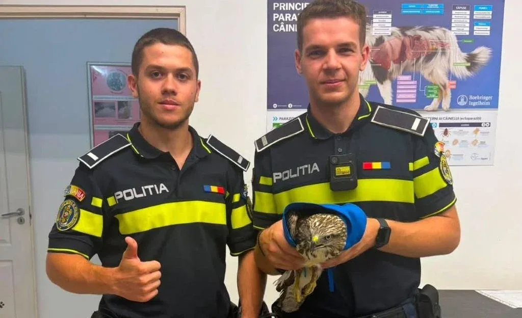 Șoim rănit la o aripă, salvat de polițiști