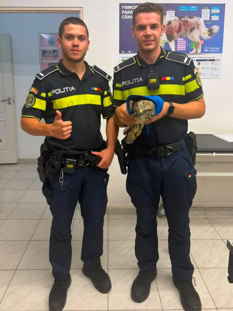 Șoim rănit la o aripă, salvat de polițiști