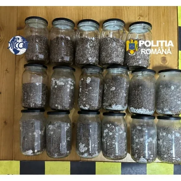 Trafic internațional de droguri „pentru intelectuali” | S-au adunat la Pensiunea Dacilor ca să se reconecteze cu sinele și s-au conectat cu poliția