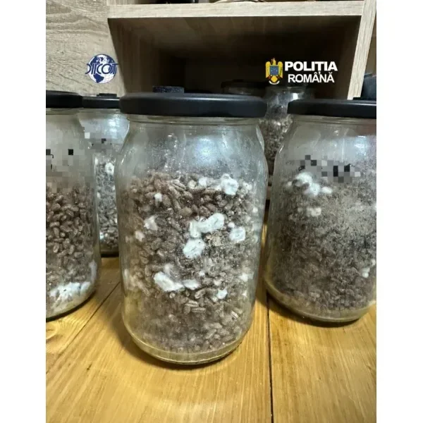 Trafic internațional de droguri „pentru intelectuali” | S-au adunat la Pensiunea Dacilor ca să se reconecteze cu sinele și s-au conectat cu poliția