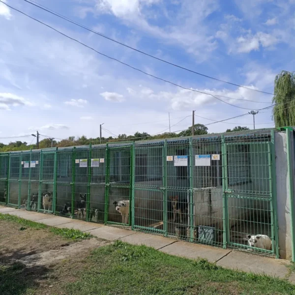 PET-urile colectate prin munca în folosul comunității, transformate în hrană pentru câinii din Adăpostul Public Arad