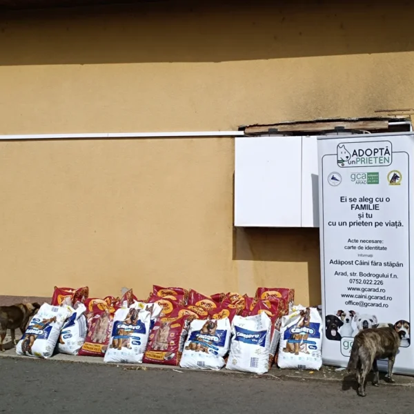 PET-urile colectate prin munca în folosul comunității, transformate în hrană pentru câinii din Adăpostul Public Arad