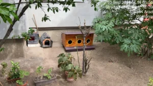 căsuțe pentru pisicile comunitare